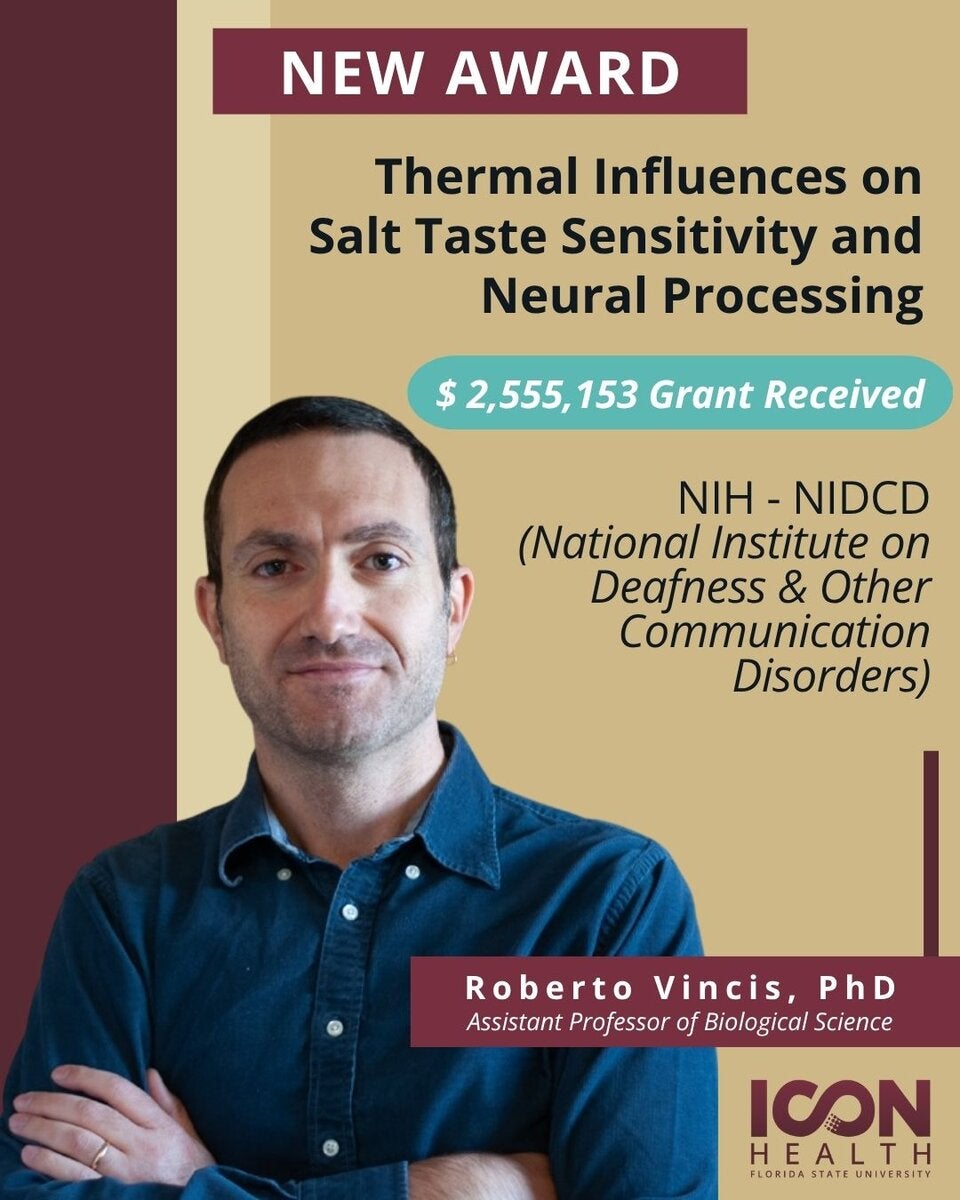Award graphic for Roberto Vincis, PhD, Assistant Professor of Biological Science, announcing a $2,555,153 NIH-NIDCD grant for the project "Thermal Influences on Salt Taste Sensitivity and Neural Processing." Vincis is pictured on the left against an FSU garnet background, and the award details appear on the right against gold, with an "ICON-HEALTH FLORIDA STATE UNIVERSITY" logo at the bottom right.