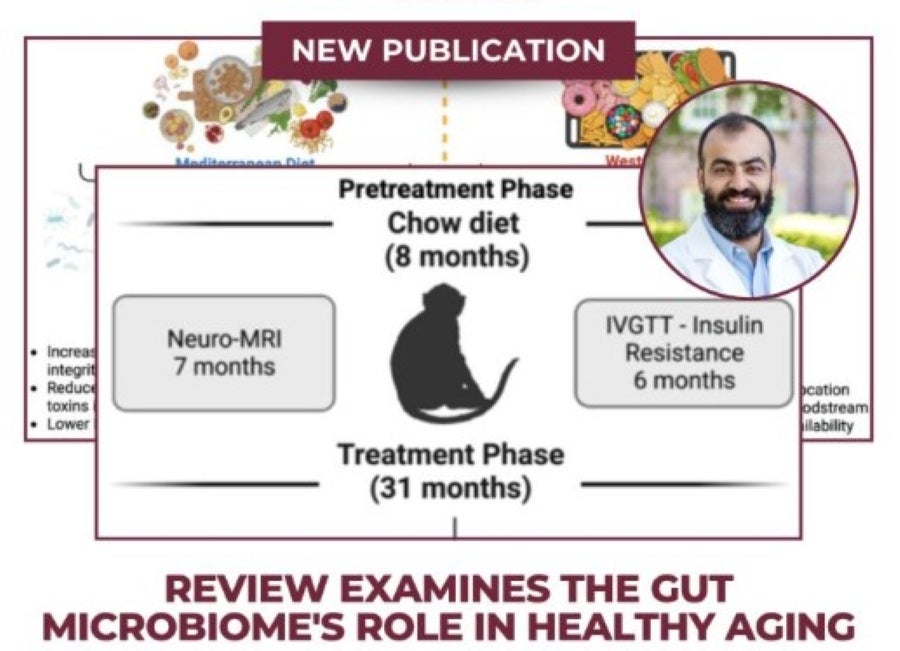 Graphic titled "NEW PUBLICATION" featuring a review on the gut microbiome's role in healthy aging. It shows a central study diagram with a primate silhouette detailing a pretreatment chow diet phase and a 31-month treatment phase alongside Neuro-MRI and insulin resistance testing. A circular portrait in the top right shows a smiling male researcher in a white lab coat. Bold text at the bottom reads, "REVIEW EXAMINES THE GUT MICROBIOME'S ROLE IN HEALTHY AGING."